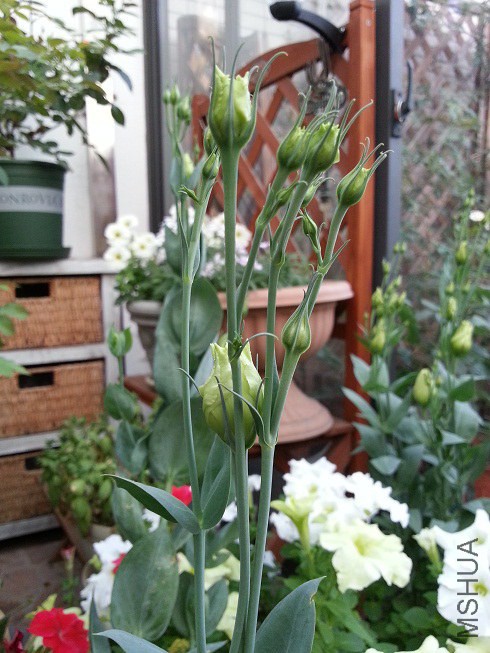 20140610_183313.jpg