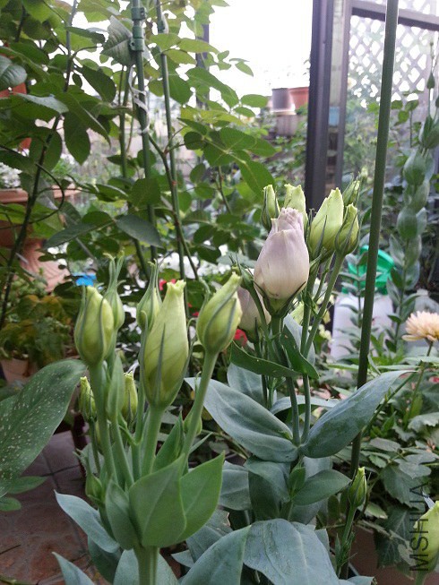 20140611_181925.jpg