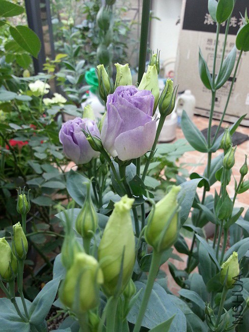 20140612_070615.jpg
