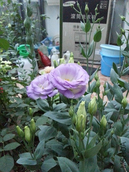 20140612_190045.jpg