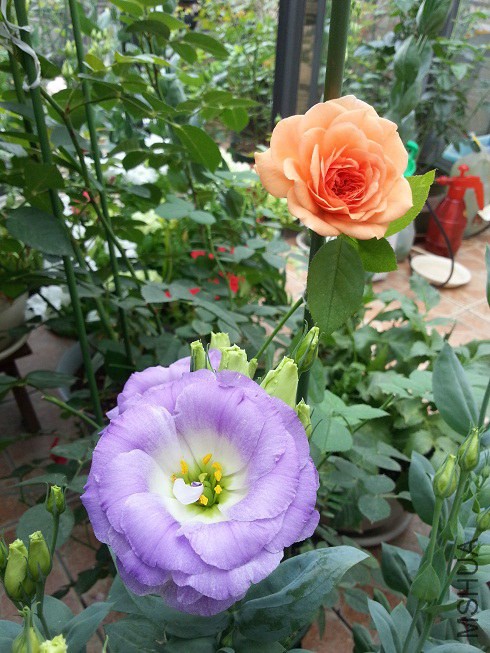 20140613_080614.jpg