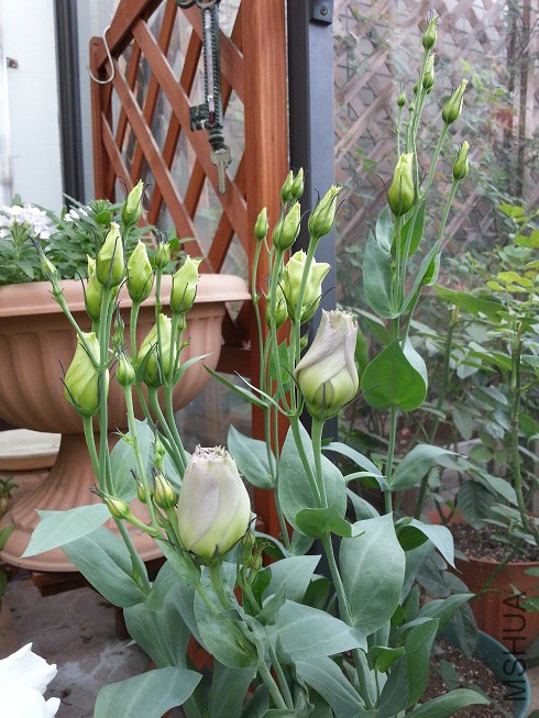 20140613_080710.jpg