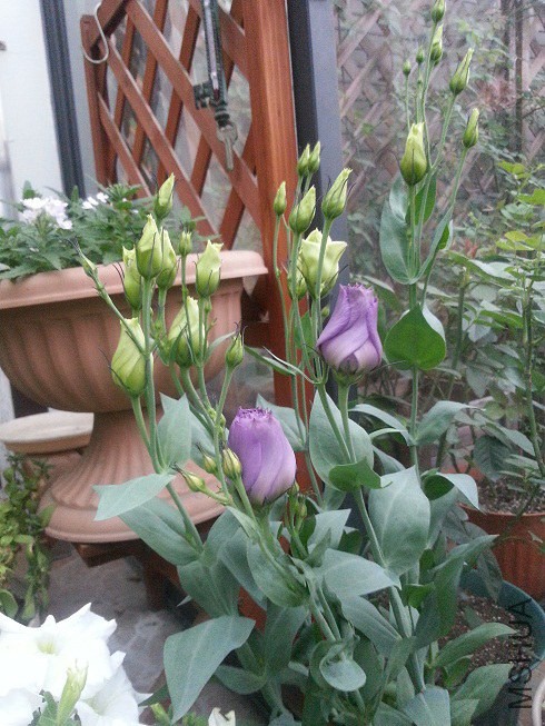 20140613_183510.jpg