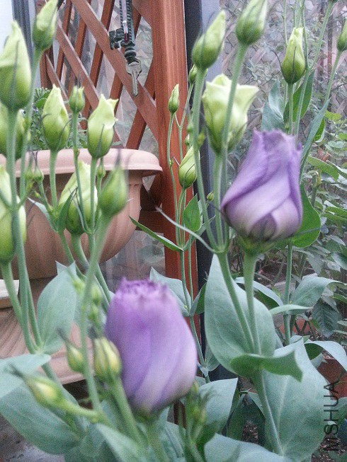 20140613_183550.jpg