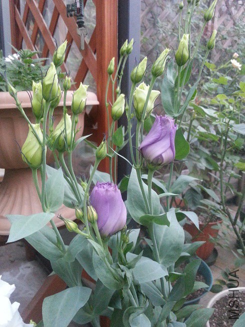 20140613_183622.jpg