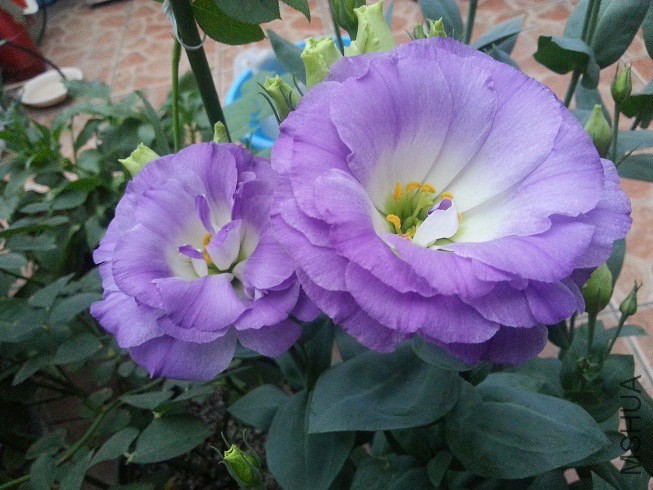20140613_183908.jpg
