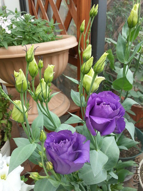 20140614_085031.jpg