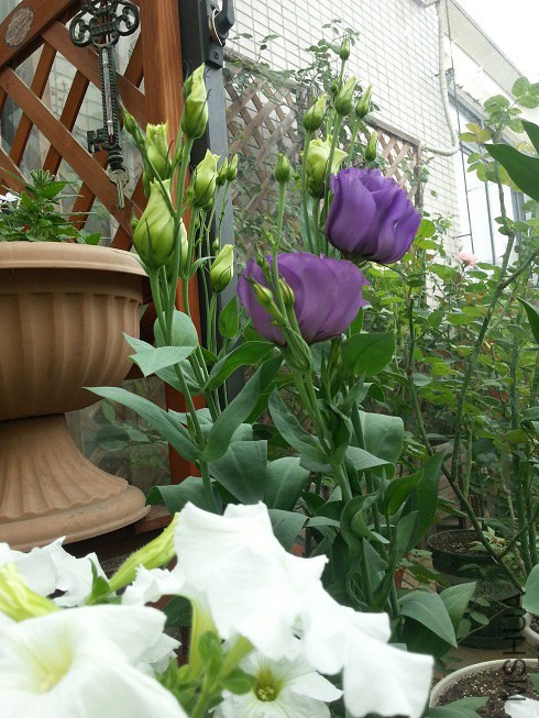 20140614_085056.jpg