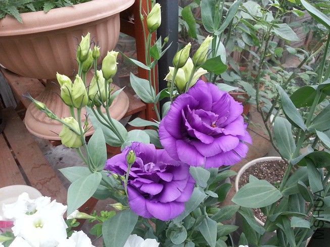 20140615_074427.jpg