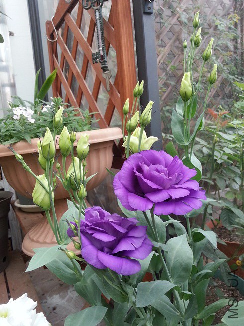 20140615_074443.jpg