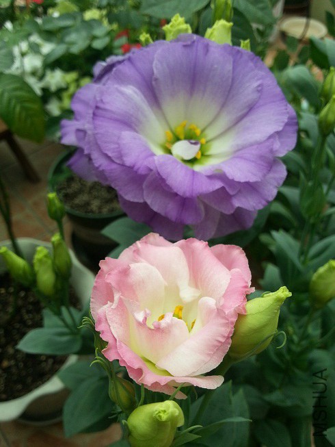 20140615_122827.jpg