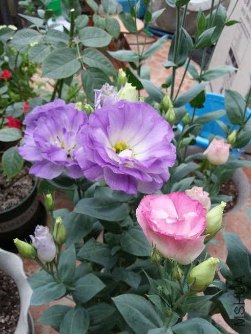 20140617_063539.jpg
