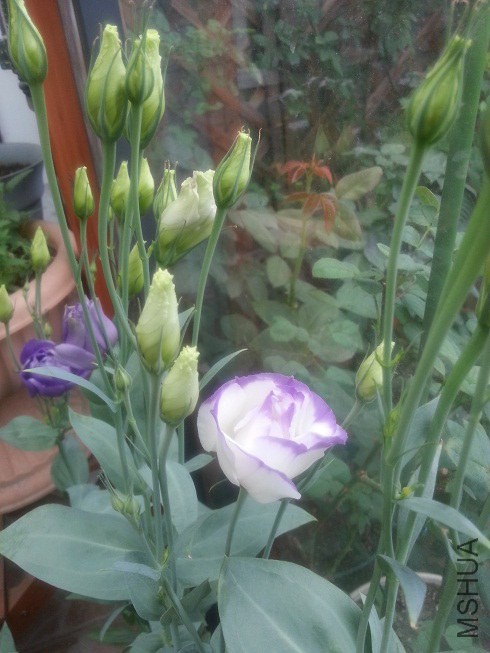20140619_062801.jpg