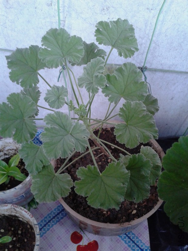 2014-10-14 17.22.04_����.jpg