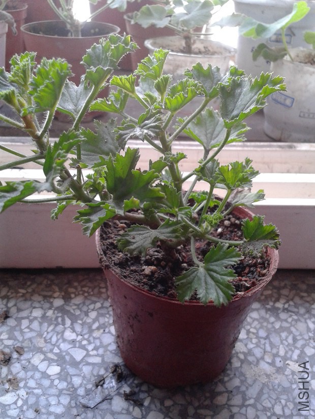 2014-10-18 11.33.49_����.jpg