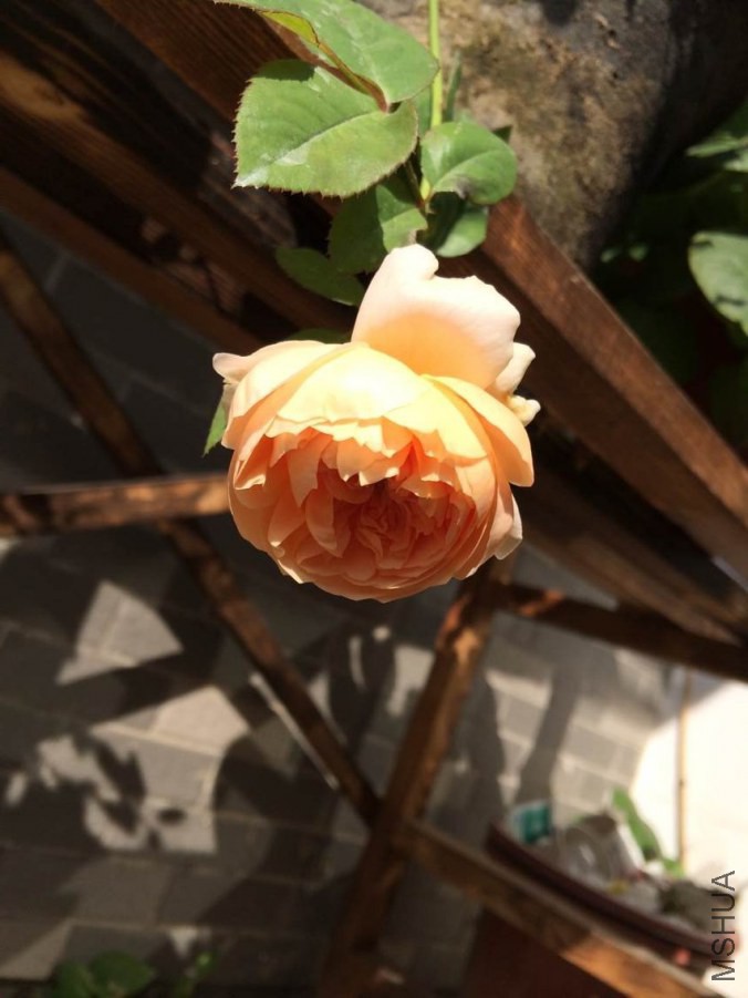 QQͼƬ20141018141450.jpg