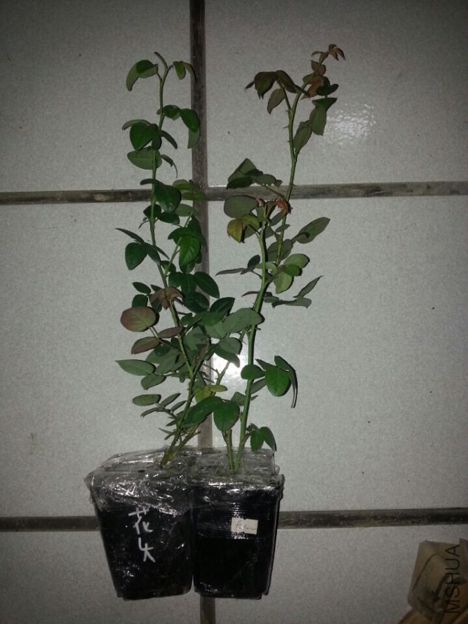QQͼƬ20141018151920.jpg
