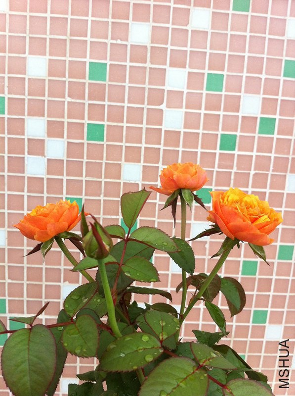 ��Ƭ 016_����_����[1].jpg