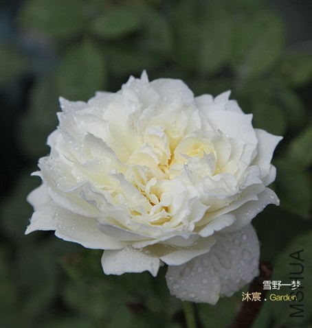ѩҰһ��-1.jpg
