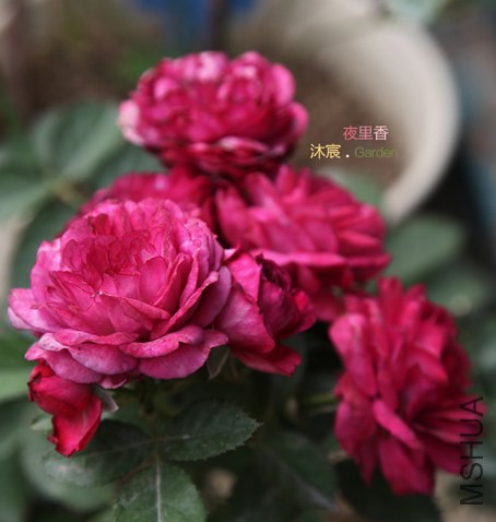 ҹ����-2.jpg
