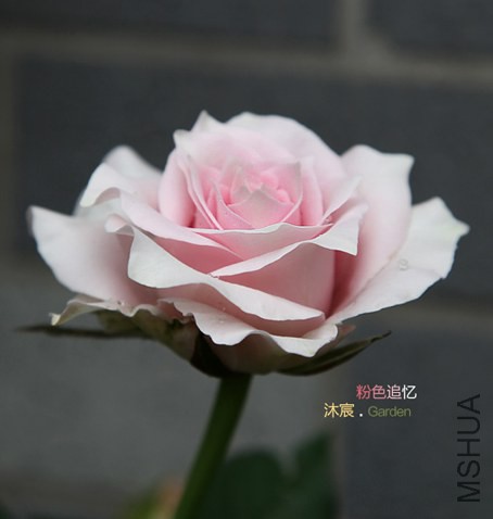 ��ɫ׷��-3.jpg