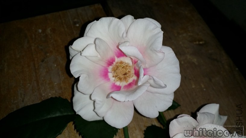 20140828_195423.jpg