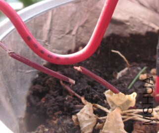 ��ҧ �ϵ�����