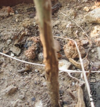 ��ҧ��Сެ�ѵ�����