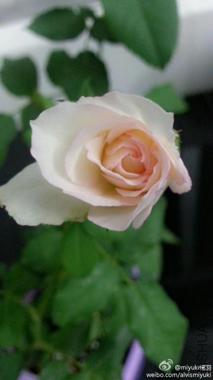 6c9342d8jw1elfsra8757j20p018gad2.jpg