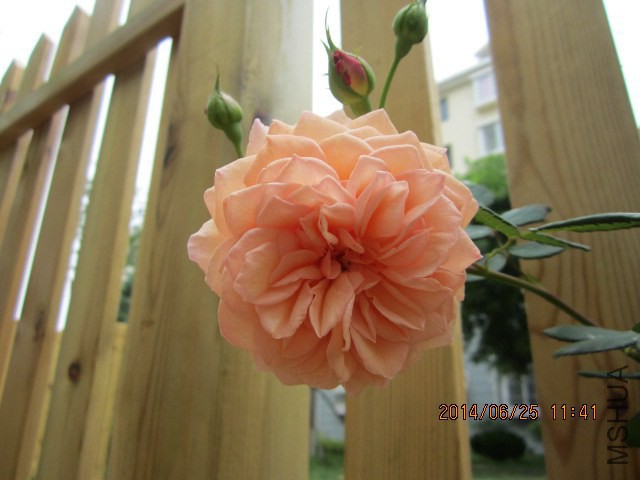 IMG_3423.JPG