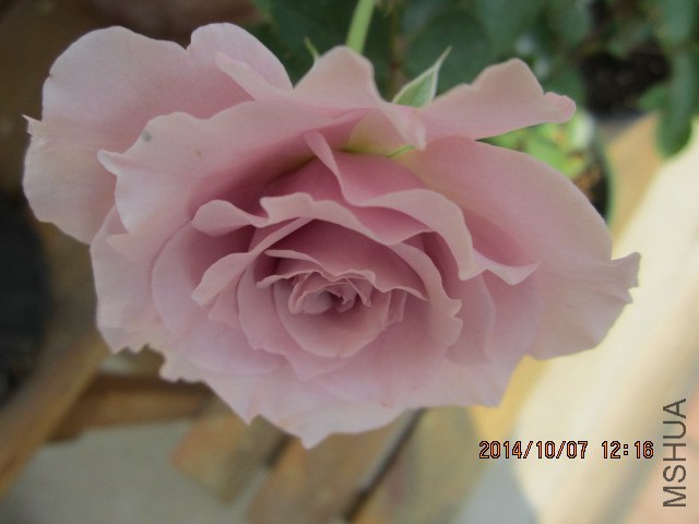 IMG_4763.JPG