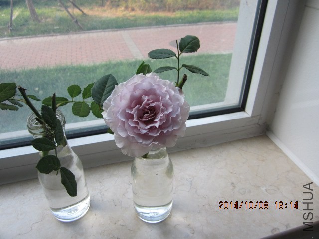 IMG_4796.JPG