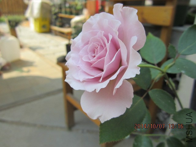 IMG_4779.JPG