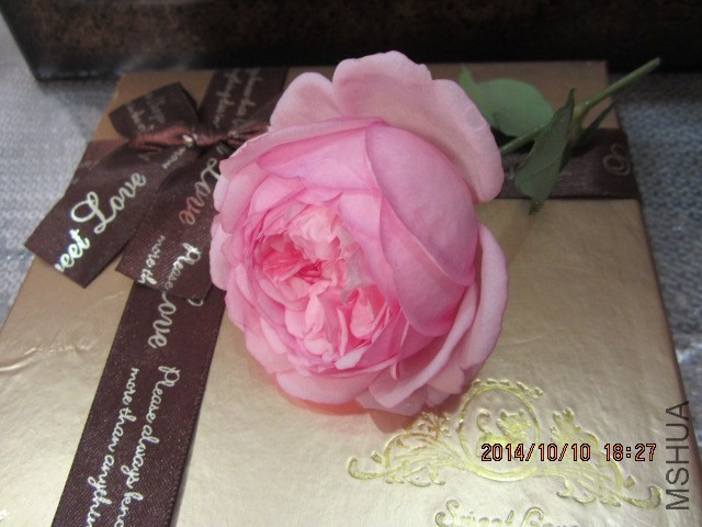 IMG_4858.JPG