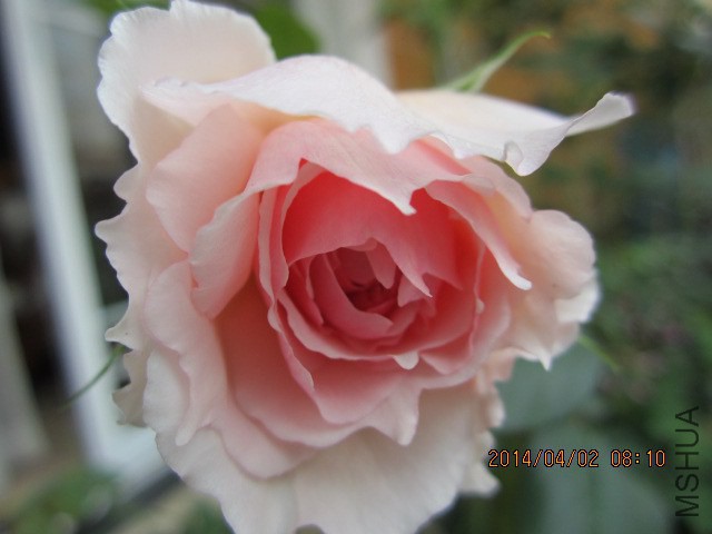 IMG_2687.JPG