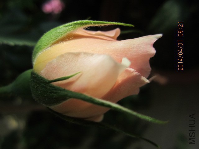 IMG_2685.JPG