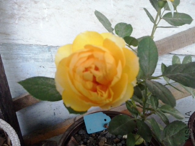 20141019_121653.jpg