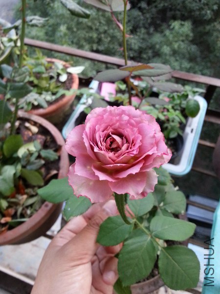 20141019_171629_��С��С.jpg