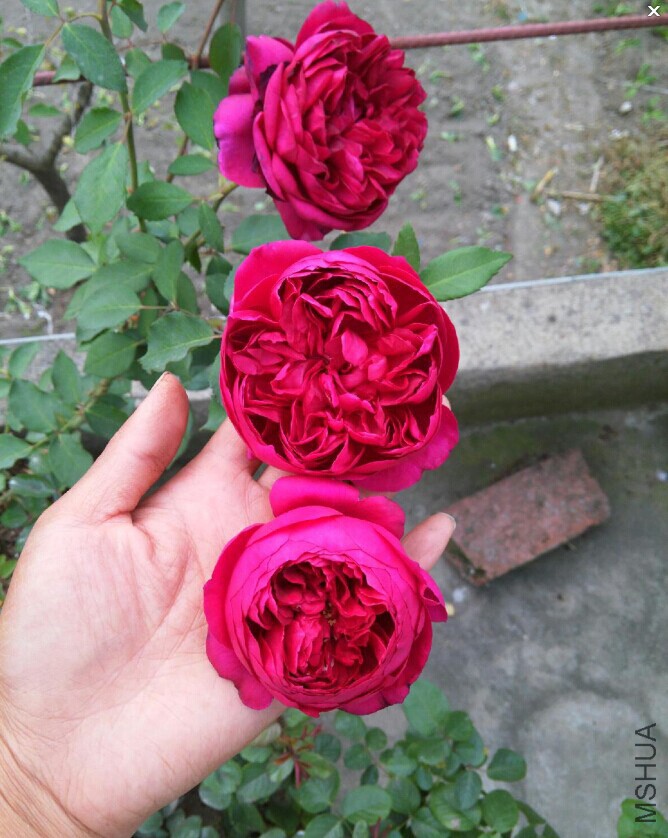 QQͼƬ20141020103837.jpg