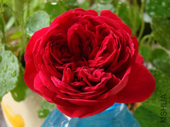 DSC08955.JPG