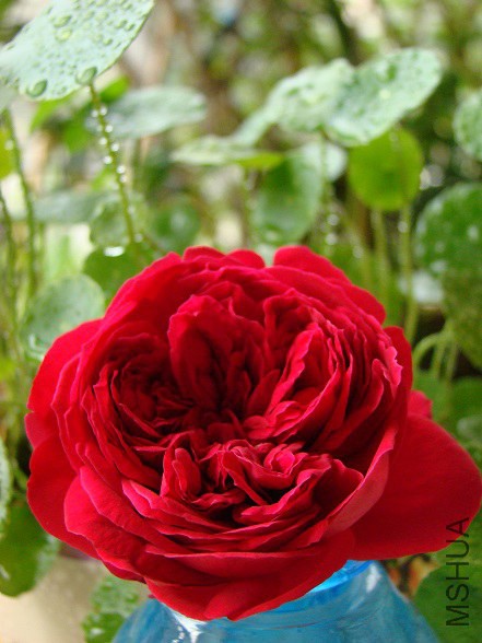 DSC08956.JPG