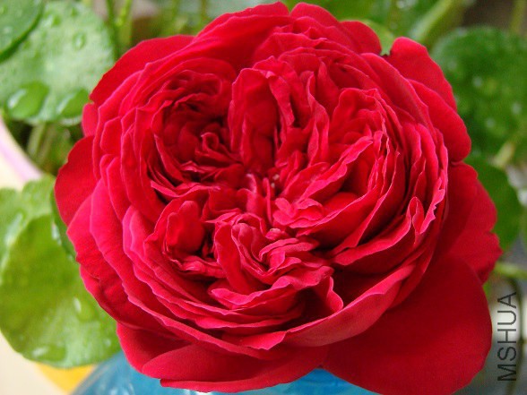 DSC08958.JPG