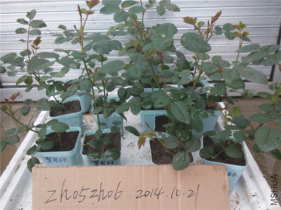 20141019135655�ι⻷.jpg