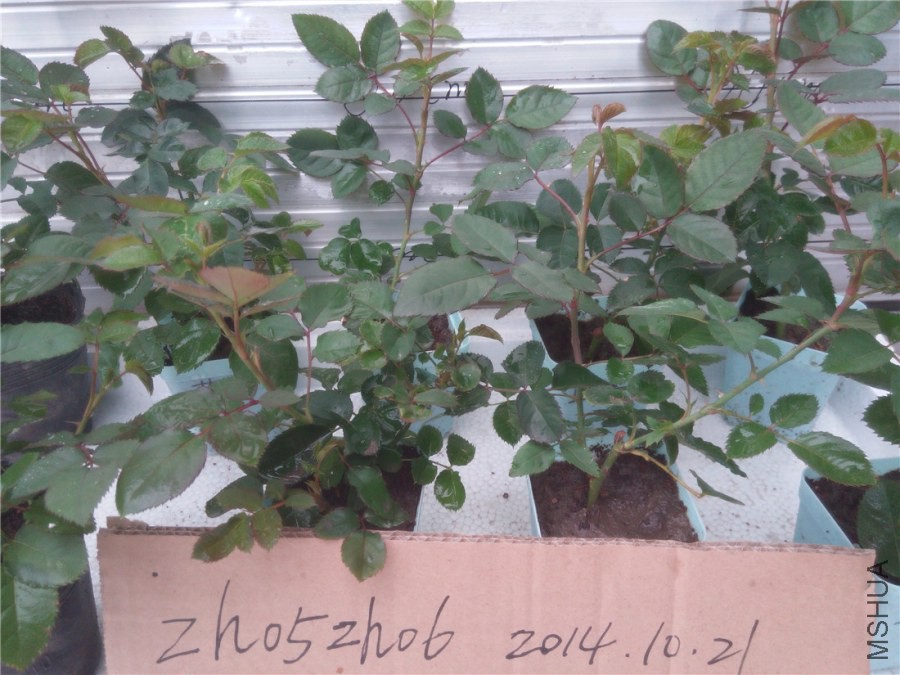 20141019135311��ɫ����.jpg