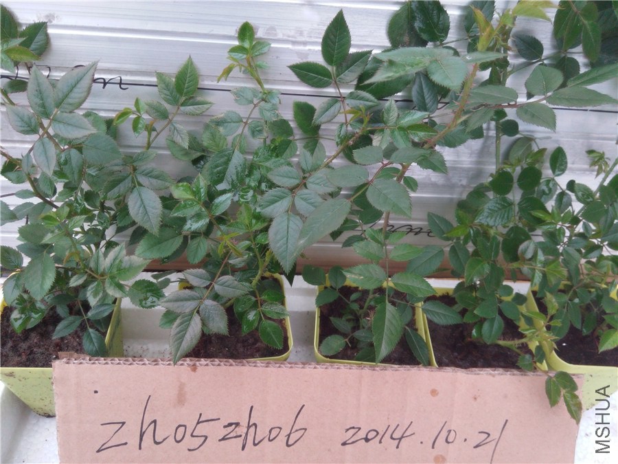 20141019142347�������İ�.jpg