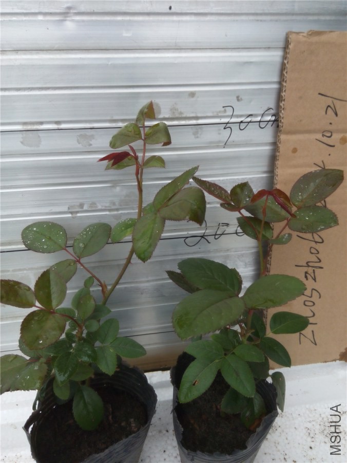 20141019142857�ջ�.jpg