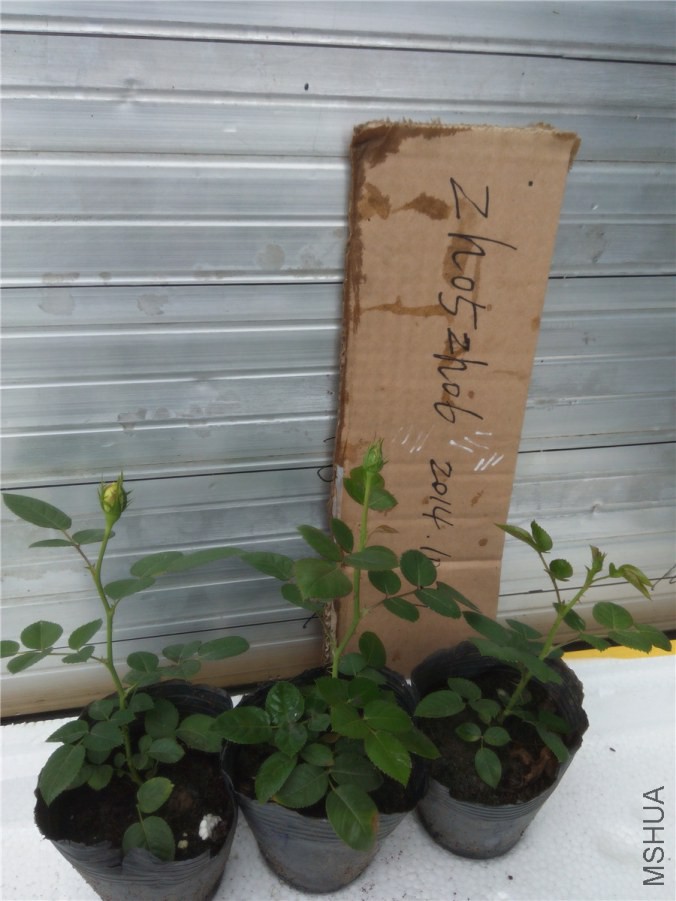 20141019143924�����ƺ�_����.jpg