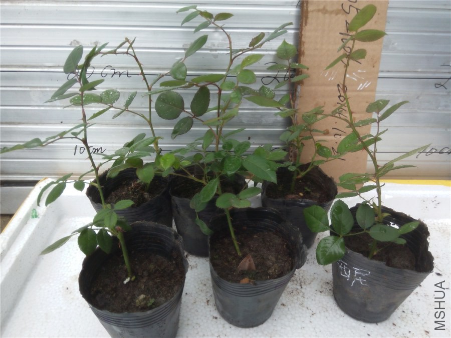 20141019145800��ά������.jpg