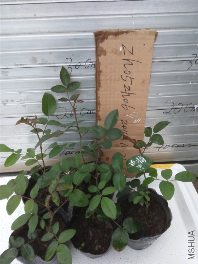 20141019151713��÷˹.jpg
