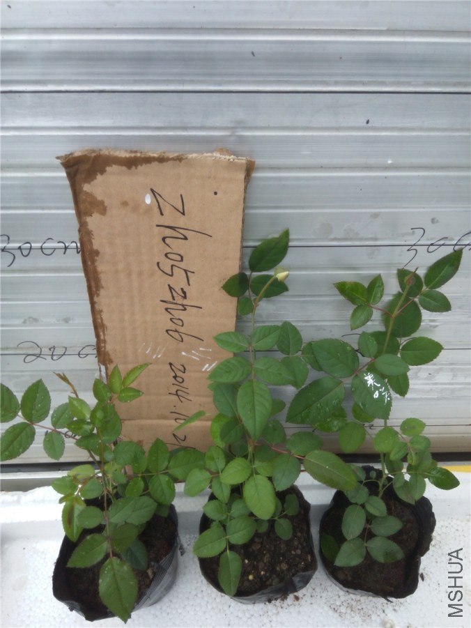 20141019152305���D.jpg